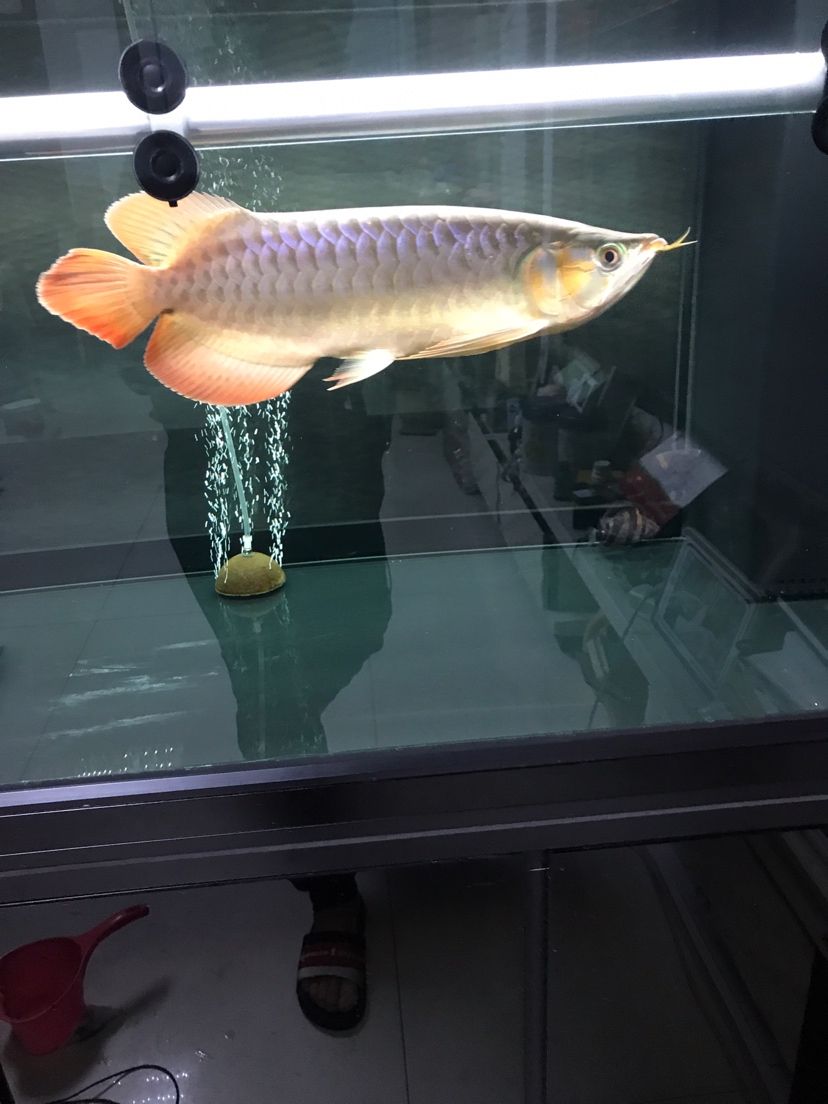 [ganga][ganga][ganga][ganga] 觀賞魚論壇 第4張