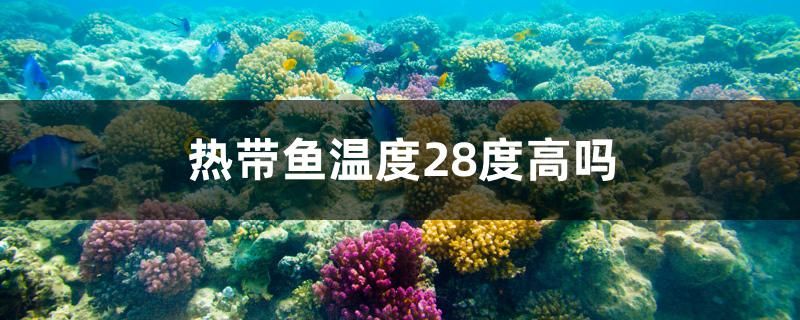 五鰭相逢(五鰭相逢金魚屬于文種魚?) 觀賞魚 第1張