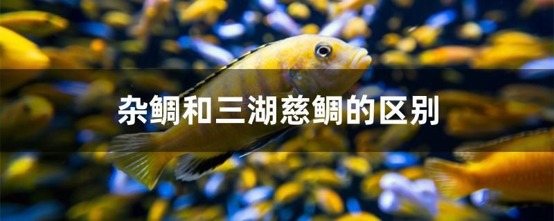 雜鯛和三湖慈鯛的區(qū)別 野生埃及神仙魚 第1張