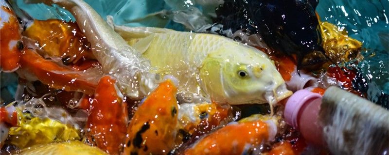 冷水魚什么品種最好養(yǎng)冷水魚有哪些推薦 圖騰金龍魚 第1張