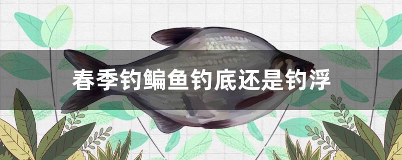 春季釣鳊魚釣底還是釣浮 觀賞魚魚苗 第1張