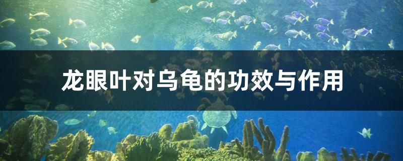 龍眼葉對烏龜?shù)墓πc作用 海象魚 第1張