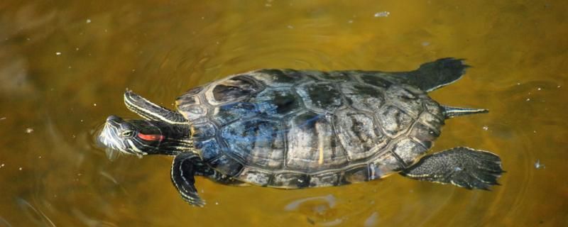 魚龜混養(yǎng)好不好魚龜混養(yǎng)要注意什么 虎魚百科 第1張