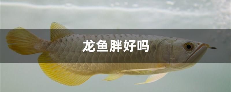 龍魚胖好嗎 可麗愛魚缸 第1張