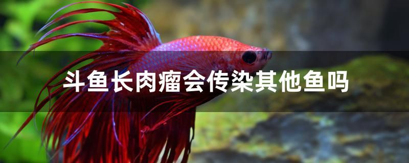 斗魚(yú)長(zhǎng)肉瘤會(huì)傳染其他魚(yú)嗎 球鯊魚(yú) 第1張