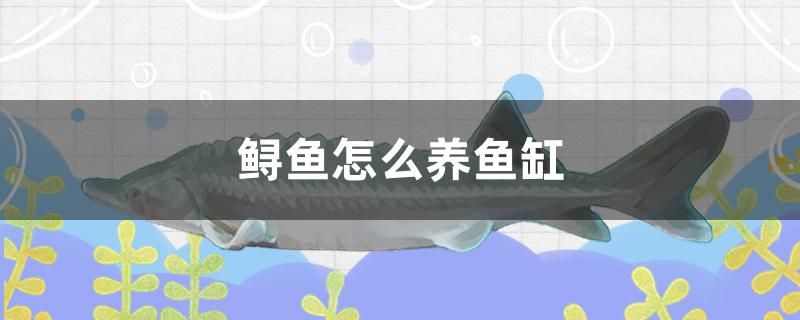 鱘魚怎么養(yǎng)魚缸 BD魟魚 第1張