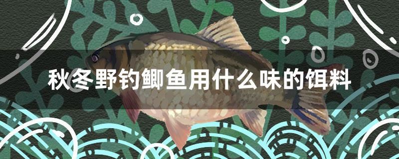 秋冬野釣鯽魚用什么味的餌料 野生埃及神仙魚 第1張