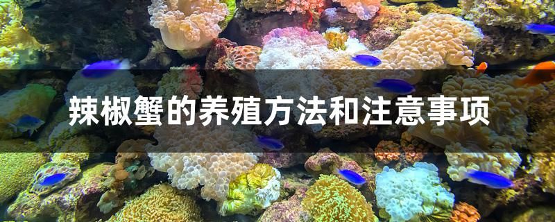 辣椒蟹的養(yǎng)殖方法和注意事項(xiàng) 過背金龍魚 第1張