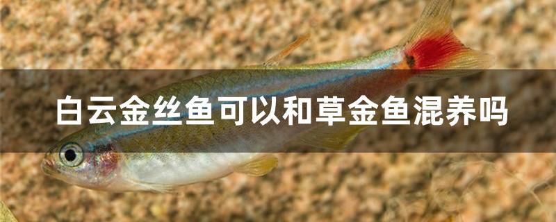 白云金絲魚可以和草金魚混養(yǎng)嗎 熱帶魚魚苗批發(fā) 第1張