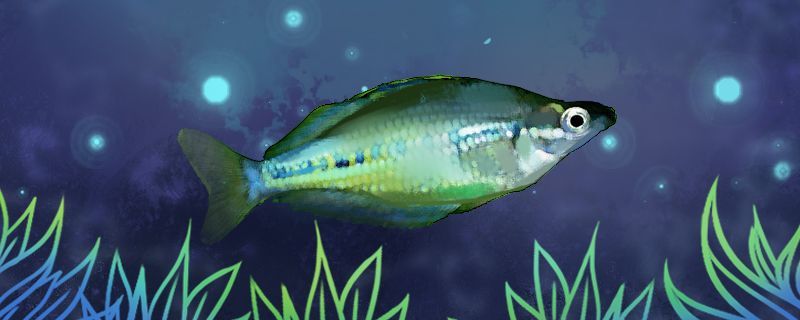 斑舌鱗銀漢魚(yú)好養(yǎng)嗎怎么養(yǎng) 南美異形觀賞魚(yú) 第1張