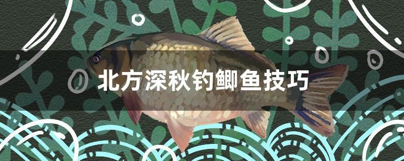 北方深秋釣鯽魚技巧