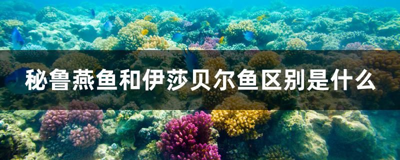 秘魯燕魚和伊莎貝爾魚區(qū)別是什么 孵化器 第1張