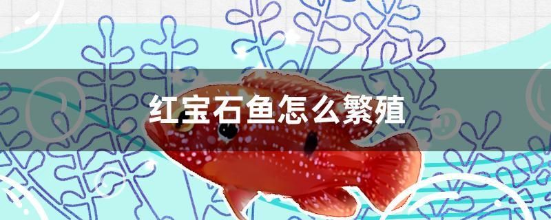 紅寶石魚怎么繁殖