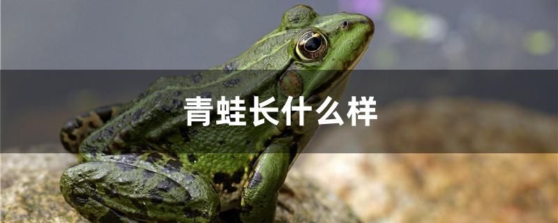 青蛙長什么樣 翡翠鳳凰魚 第1張