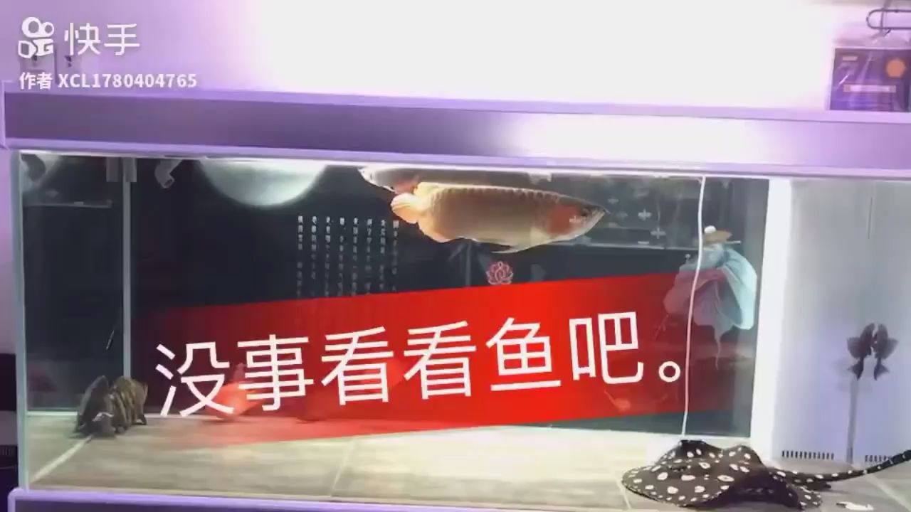 下缸視頻。和小金龍一起混養(yǎng) 觀賞魚論壇 第1張