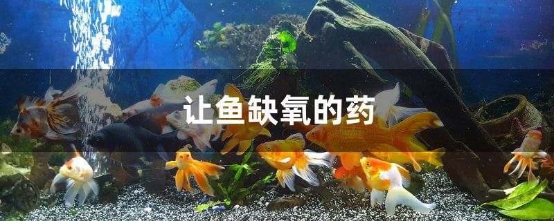 讓魚缺氧的藥是什么 潛水艇魚 第1張