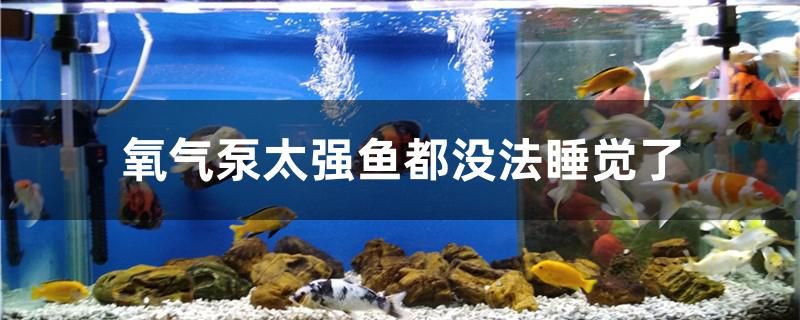 氧氣泵太強(qiáng)魚都沒法睡覺了怎么辦 黑白雙星魚 第1張