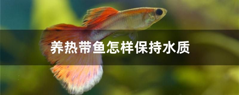 養(yǎng)熱帶魚怎樣保持水質(zhì) 白子黑帝王魟魚 第1張