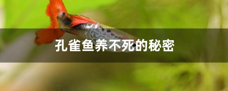 孔雀魚養(yǎng)不死的秘密是什么 印尼虎苗 第1張