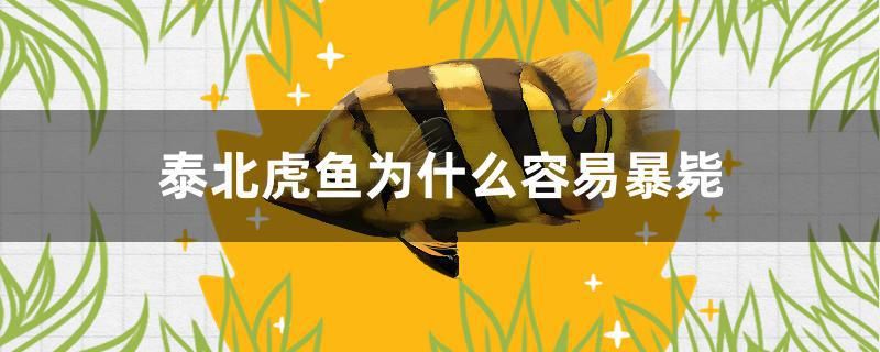 泰北虎魚(yú)為什么容易暴斃 薩伊藍(lán)魚(yú) 第1張