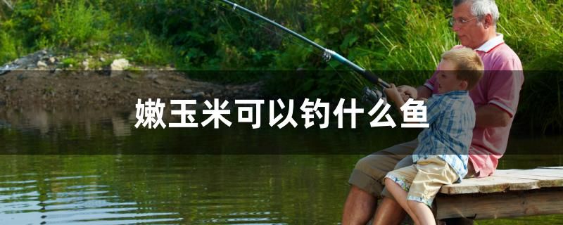 嫩玉米可以釣什么魚 黑影道人魚 第1張