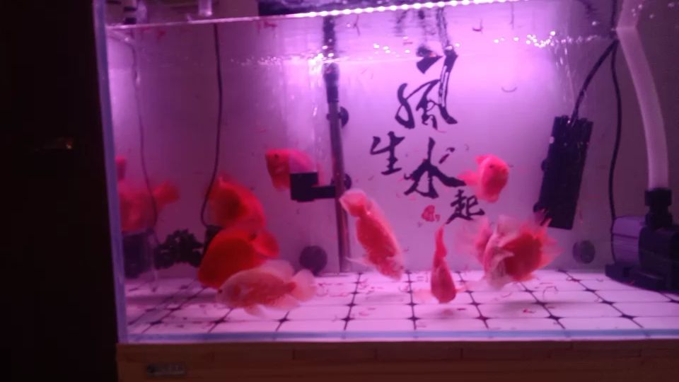 魚缸里的石頭是什么石頭（魚缸里的小石子有什么用）