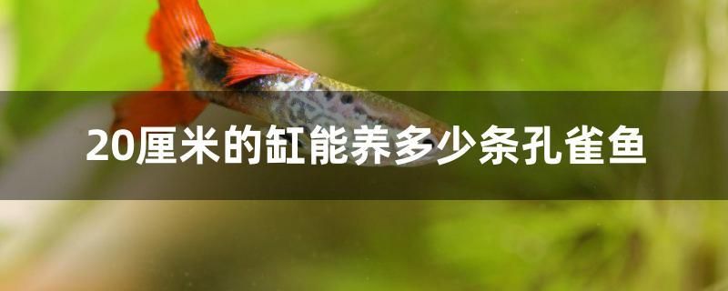 20厘米的缸能養(yǎng)多少條孔雀魚