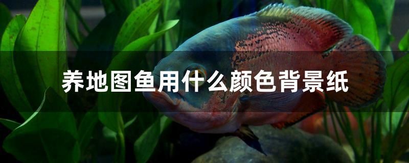 養(yǎng)地圖魚用什么顏色背景紙 銀古魚苗 第1張