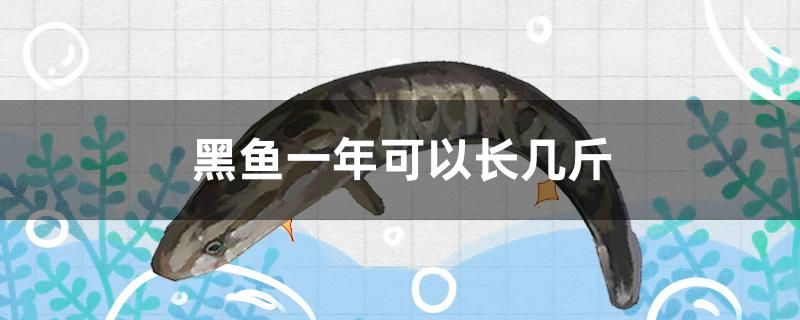 黑魚一年可以長幾斤 觀賞魚市場（混養(yǎng)魚） 第1張