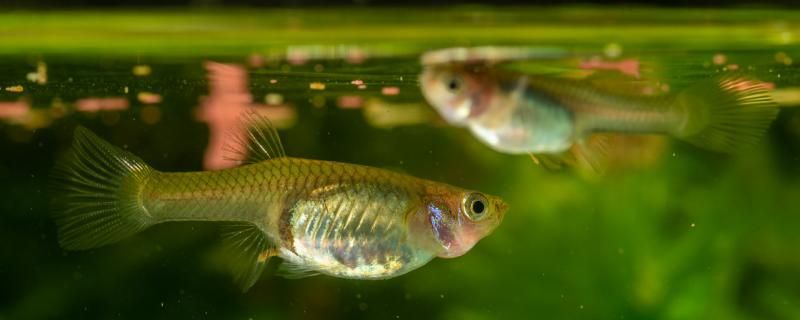 成年瑪麗魚(yú)幾厘米什么時(shí)候繁殖 紅老虎魚(yú) 第1張