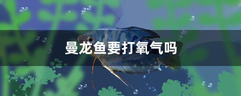 曼龍魚要打氧氣嗎 其他品牌魚缸 第1張