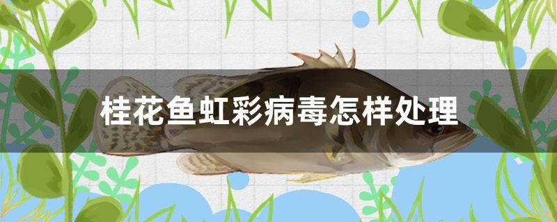 桂花魚虹彩病毒怎樣處理 非洲象鼻魚 第1張