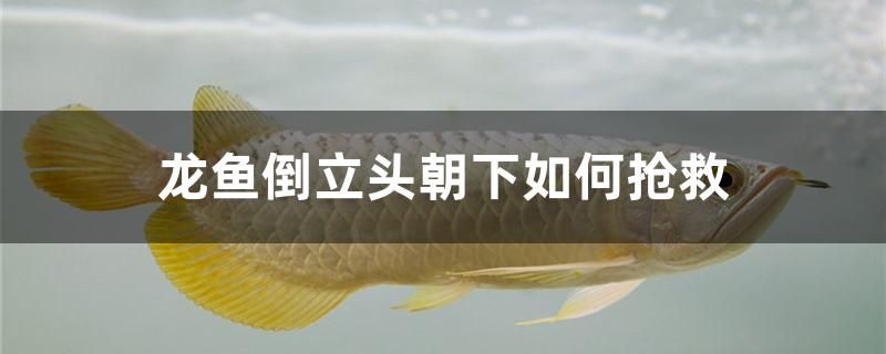 龍魚倒立頭朝下如何搶救 養(yǎng)魚知識 第1張