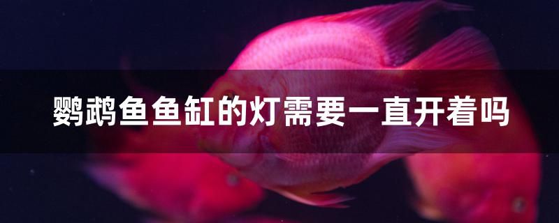 鸚鵡魚(yú)魚(yú)缸的燈需要一直開(kāi)著嗎