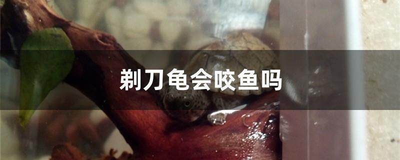 一只六角恐龍魚多少錢 （六角恐龍，學名XX鈍口螈，屬國家二級保護） 溫控設備 第1張