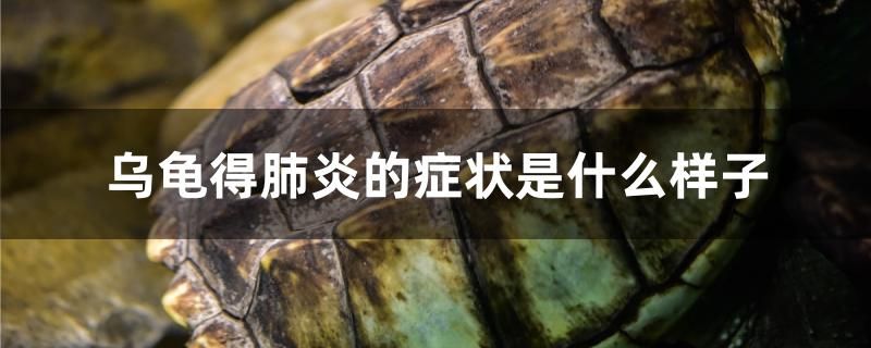 烏龜?shù)梅窝椎陌Y狀是什么樣子