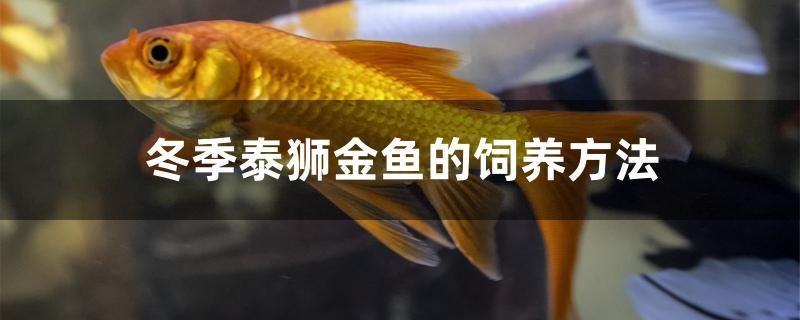 冬季泰獅金魚的飼養(yǎng)方法