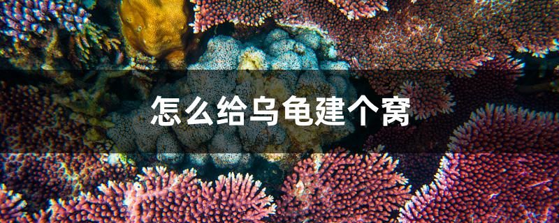 怎么給烏龜建個窩 B級過背金龍魚 第1張