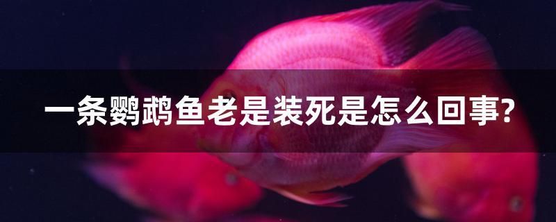 一條鸚鵡魚老是裝死是怎么回事？