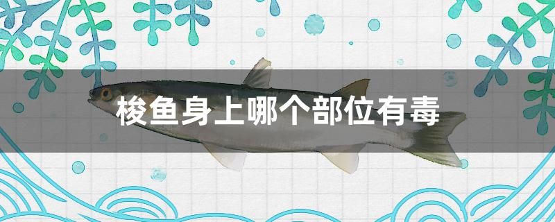 梭魚身上哪個(gè)部位有毒 魚缸凈水劑 第1張