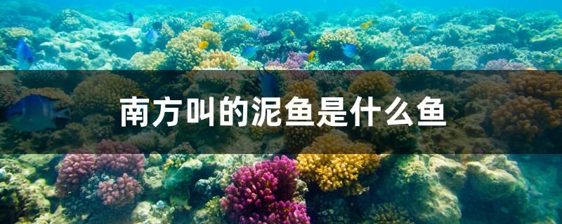 南方叫的泥魚(yú)是什么魚(yú) 魚(yú)缸水質(zhì)穩(wěn)定劑 第1張