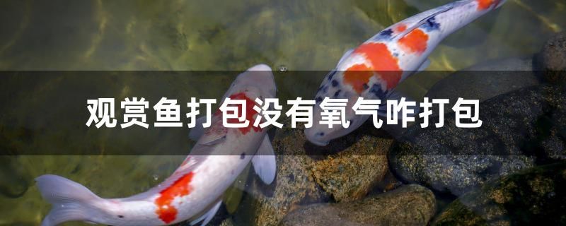 觀賞魚(yú)打包沒(méi)有氧氣咋打包 金老虎魚(yú) 第1張