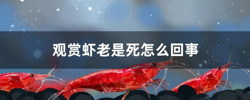 觀賞蝦老是死怎么回事 印尼四紋虎 第1張