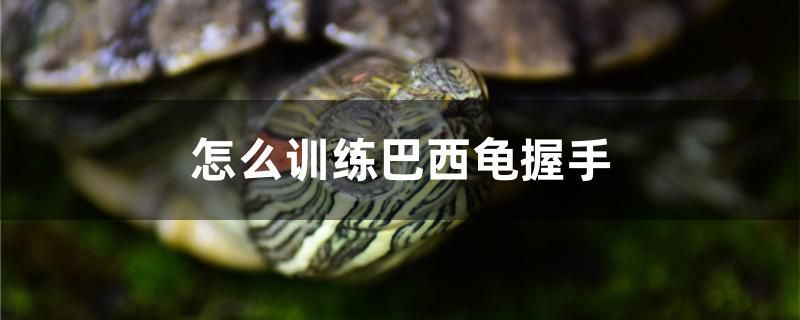 怎么訓(xùn)練巴西龜握手 其他益生菌 第1張