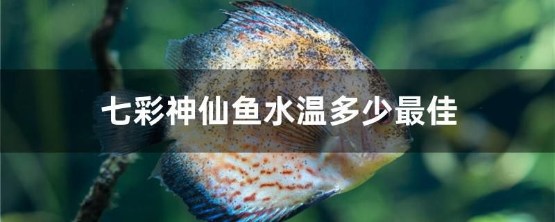 七彩神仙魚水溫多少最佳 2024第28屆中國國際寵物水族展覽會CIPS（長城寵物展2024 CIPS） 第1張