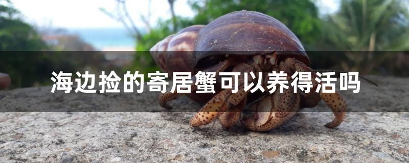 海邊撿的寄居蟹可以養(yǎng)得活嗎 水族展會 第1張