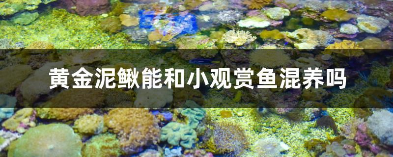 黃金泥鰍能和小觀賞魚混養(yǎng)嗎 馬來西亞貓山王榴蓮 第1張