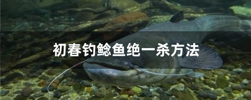 初春釣鯰魚絕一殺方法 暹羅巨鯉 第1張