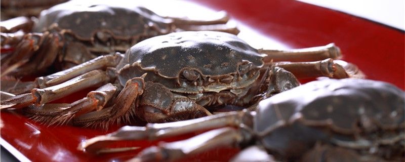 螃蟹是卵生還是胎生多久繁殖一次 海水魚（海水魚批發(fā)） 第1張