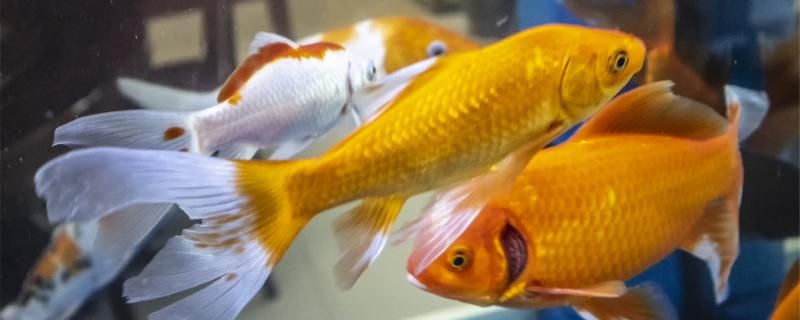 魚(yú)眼睛有白膜會(huì)死嗎有白膜怎么治療 水族周邊 第1張